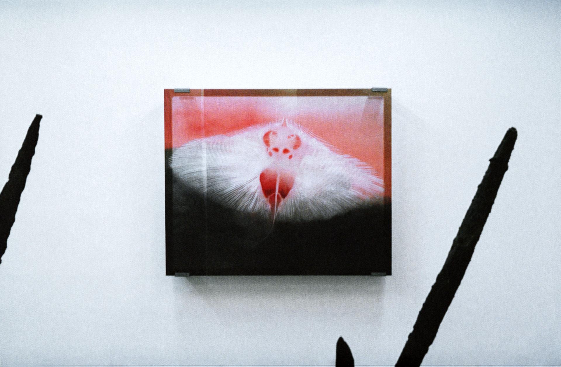 © Shanna Warocquier