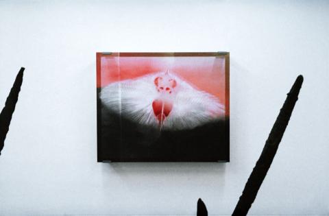 © Shanna Warocquier