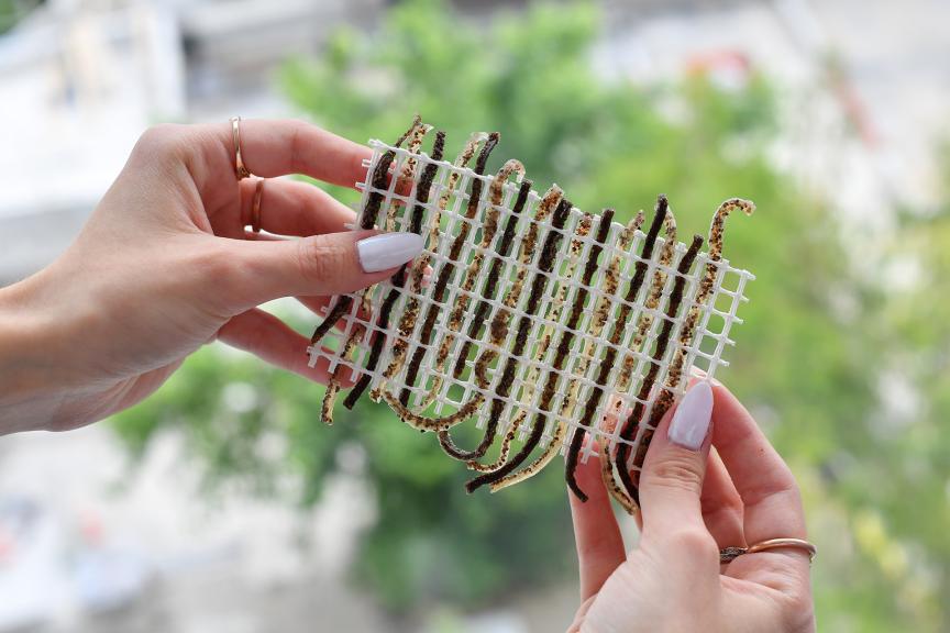 Campo Alexia ©Beryl Libault