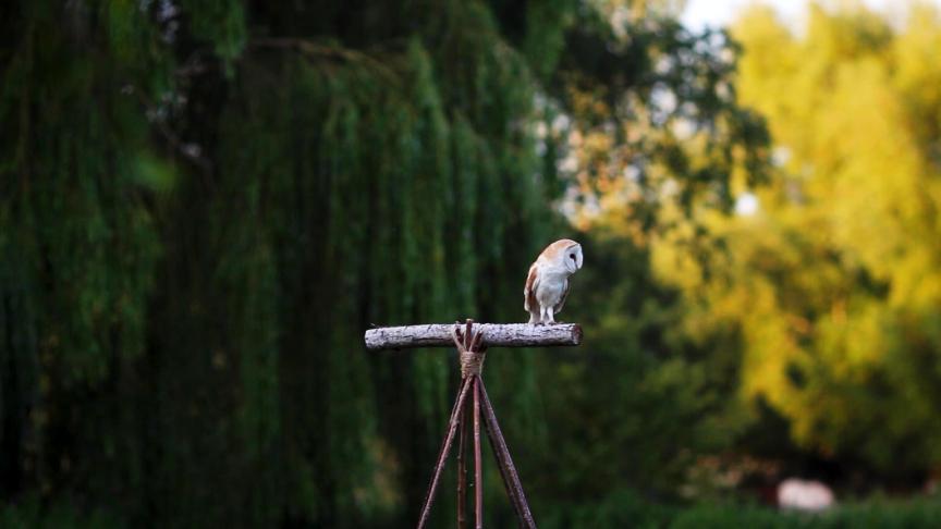 Taryn Everdeen © Amélie Canon