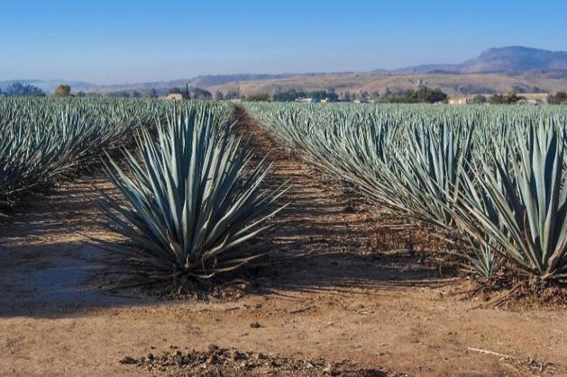 Mexique, Oaxaca