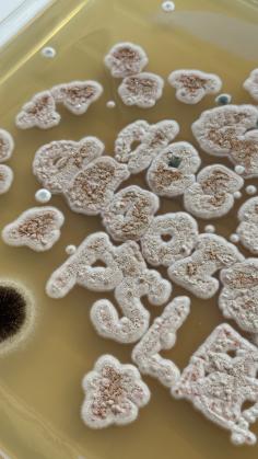 ©Alec Vivier-Reynaud